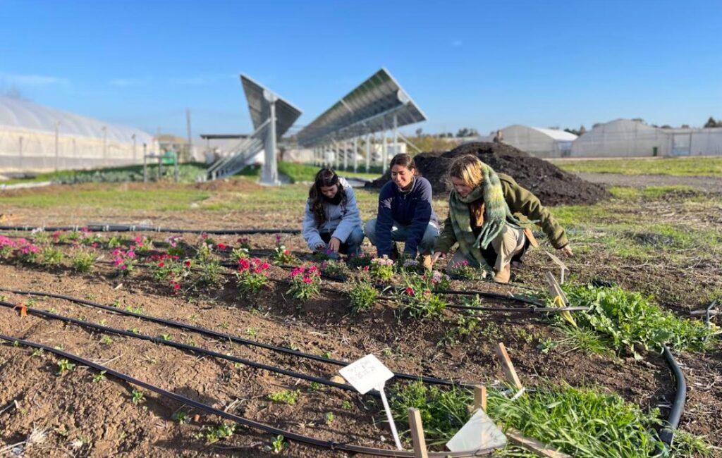 אולפנת רגבים אופק נוב